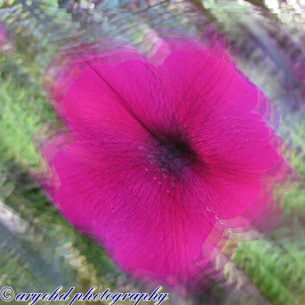 Flowers Still Life Photograph - Just Messing Around An App That I Just by Aryeh D