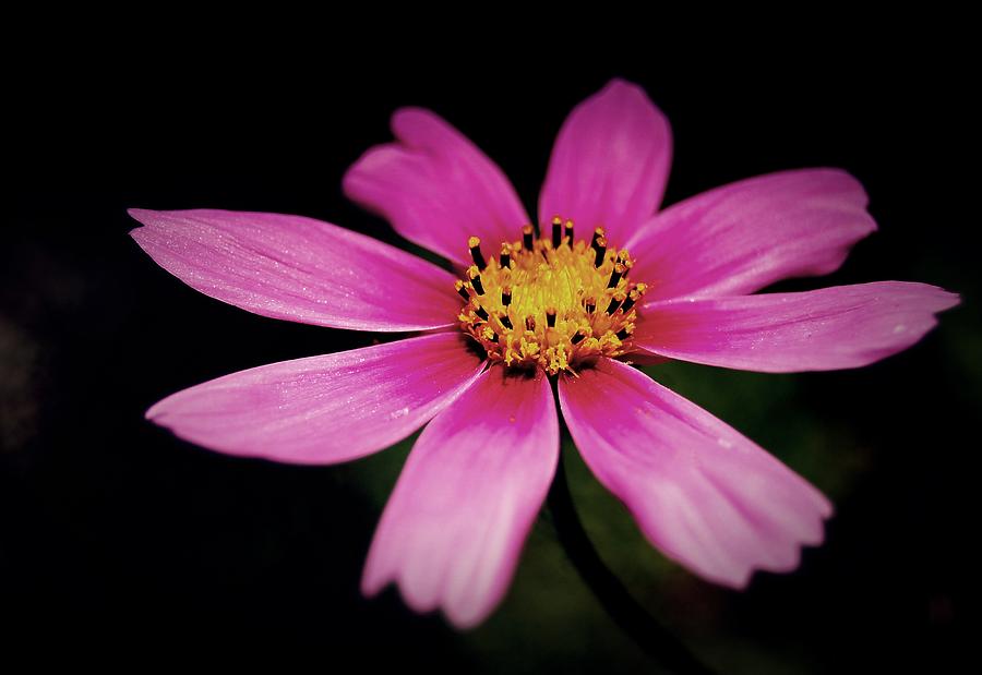 Flower Photograph - Just One by Steven Milner