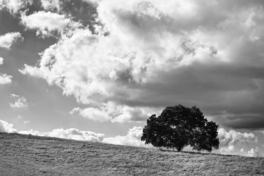 Just One Tree - Black and White Photograph by Peter Tellone