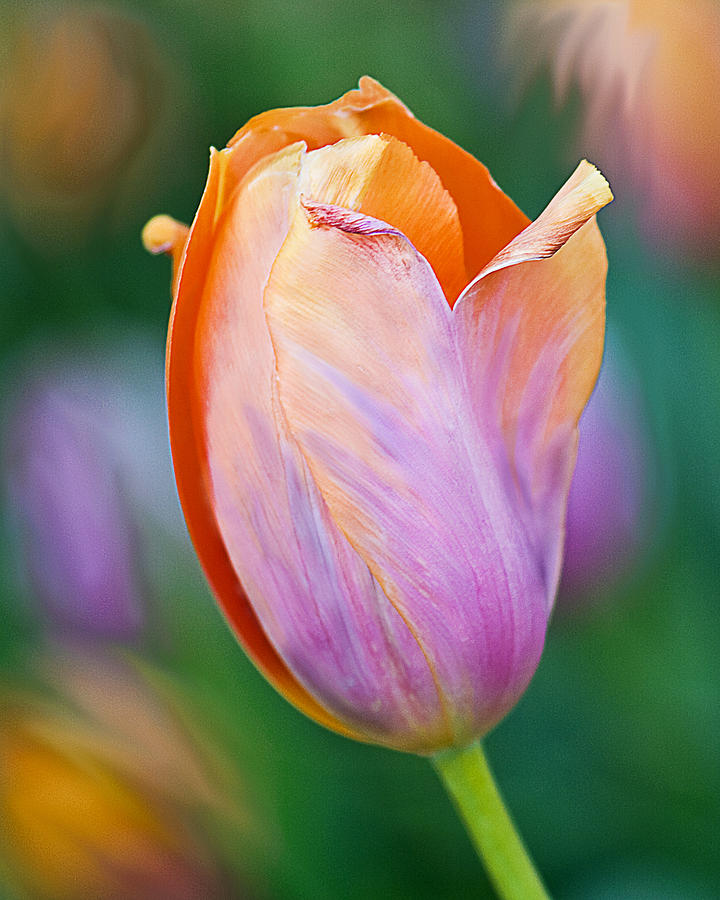 Just One Tulip Photograph by Betty Eich