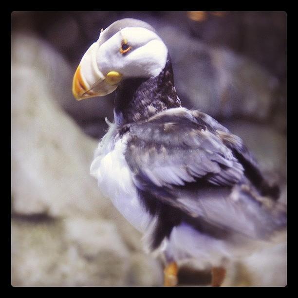 Wildlife Photograph - Just Puffin by S Michelle Reese