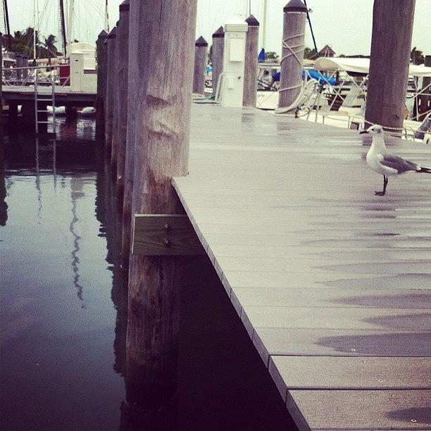 Just Sitting On The Dock Of The Bay Photograph by Stephanie Koch