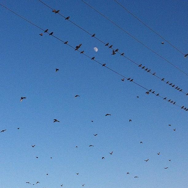 Summer Photograph - Just Some Birds & The Moon. No Edit by Rick  Annette