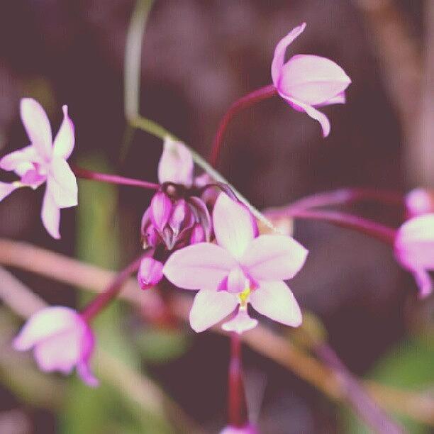 Nature Photograph - Just Some #flowers.. #android #purple by Dilaxo Gertron
