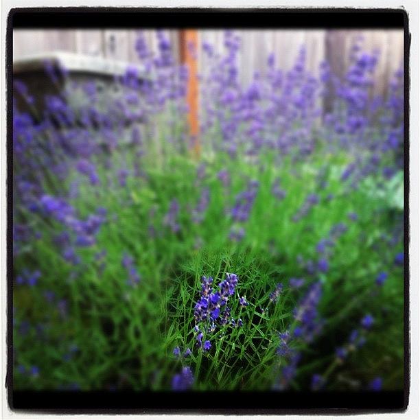Just The Summer Lavenders. Memories Of Photograph by Dancer Of Life