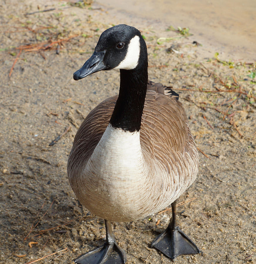 Just Waddling Along Photograph by Carmen Del Valle