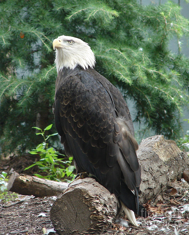 Eagle Photograph - Just Waiting by Rj Williamson