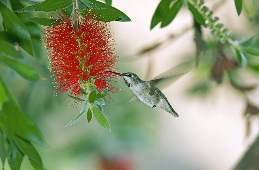 Juvenile Anna's Hummingbird Photograph By Bob Gibbons 