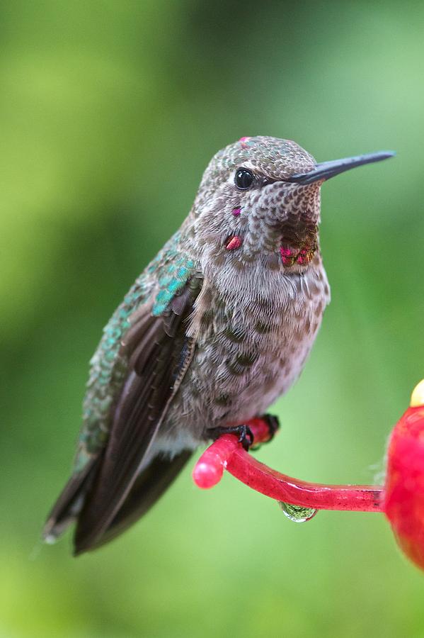 Juvenile Anna's Hummingbird Photograph by Scott Holmes