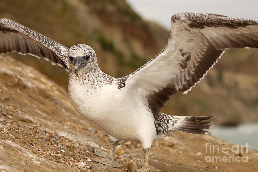 Juvenile Australasian Gannet Stretching Wings Photograph by Max Allen