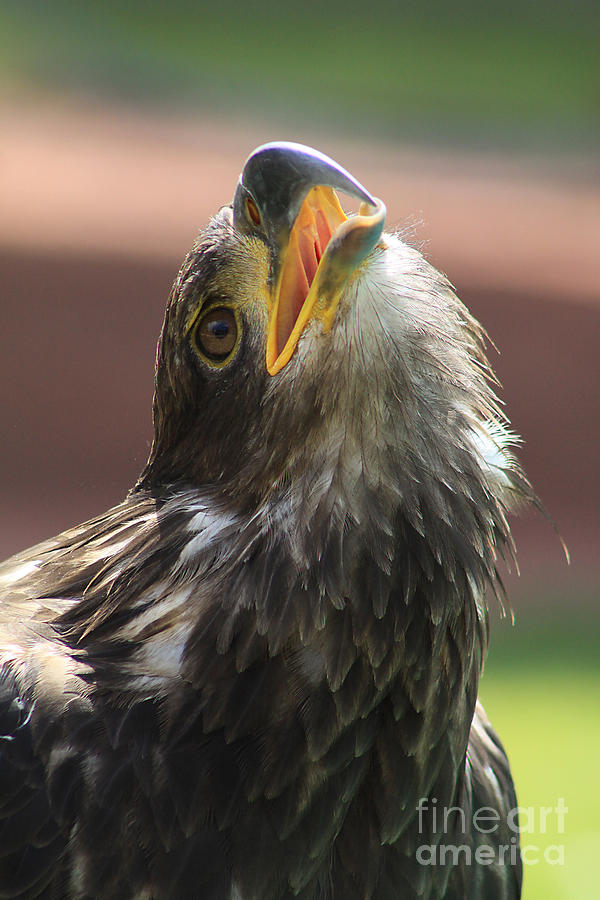 Juvenile Bald Eagle Photograph by Alyce Taylor
