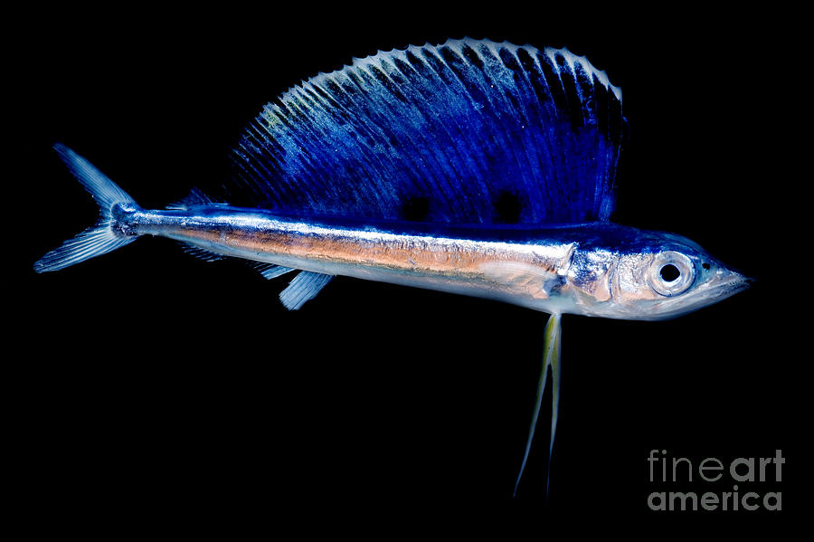 Juvenile Billfish Photograph by Dant Fenolio