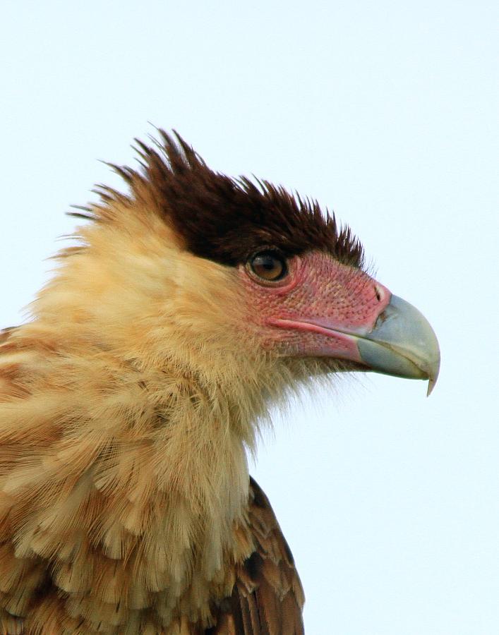 Juvenile Caracara Photograph by Ira Runyan - Fine Art America