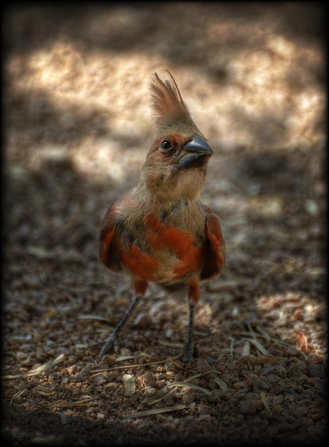 juvenile cardinal
