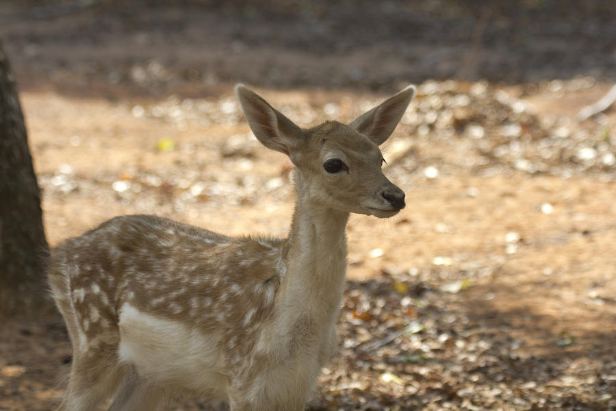 Juvenile Deer Photograph by Douglas Barnard