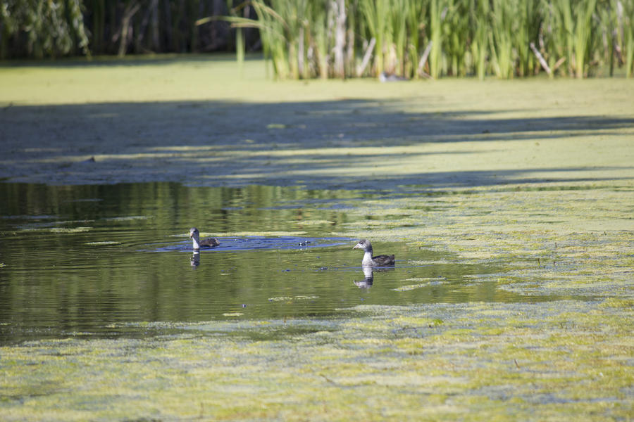 Juvenile Ducks Photograph by Donna L Munro