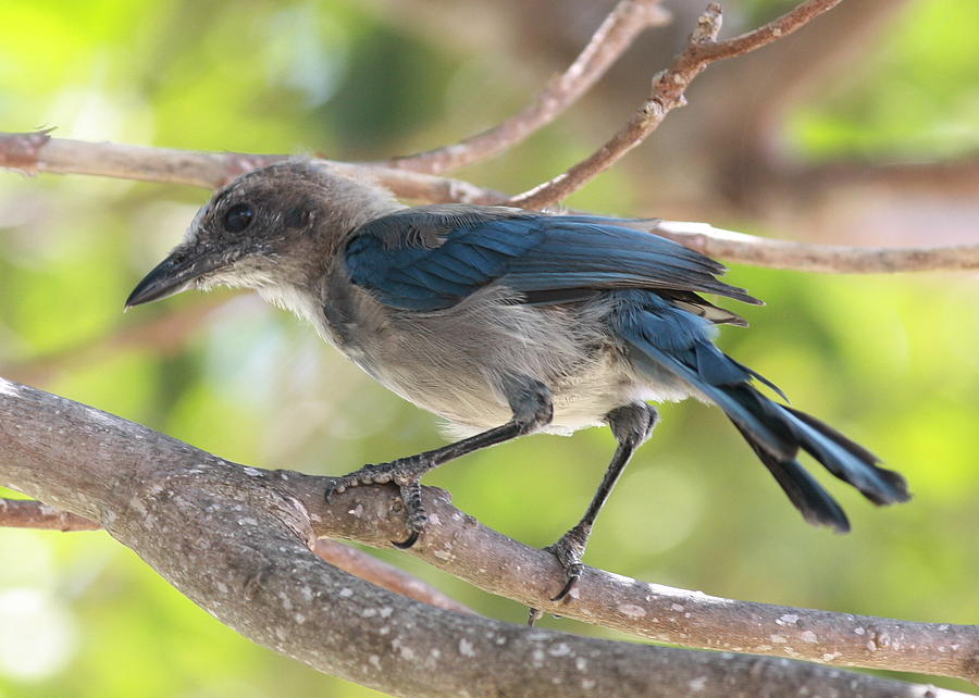 Juvenile Florida Scrub Jay Photograph by Peter Canavan