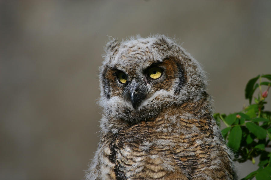 Juvenile Great Horned Owl Photograph by Doug Lloyd - Fine Art America