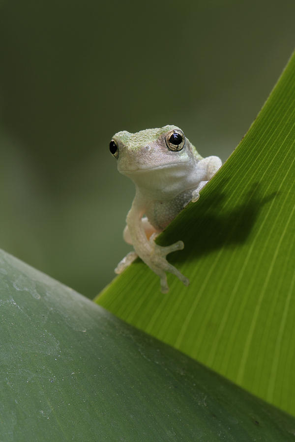 Juvenile Grey Treefrog Photograph by Daniel Reed