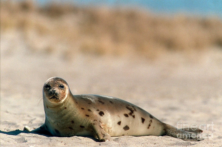 Juvenile Harp Seal Basking In The Sun Photograph