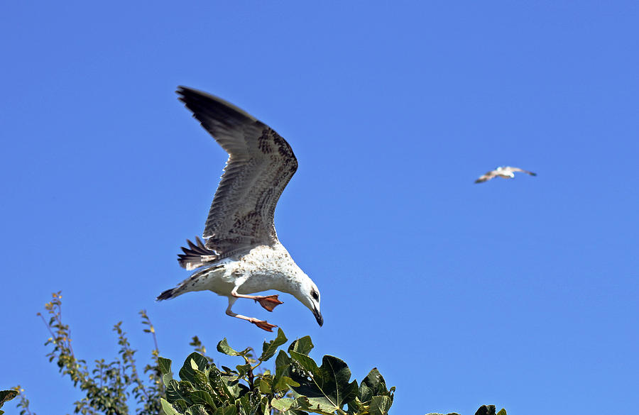 Bird Photograph - Juvenile herring gull by Tony Murtagh