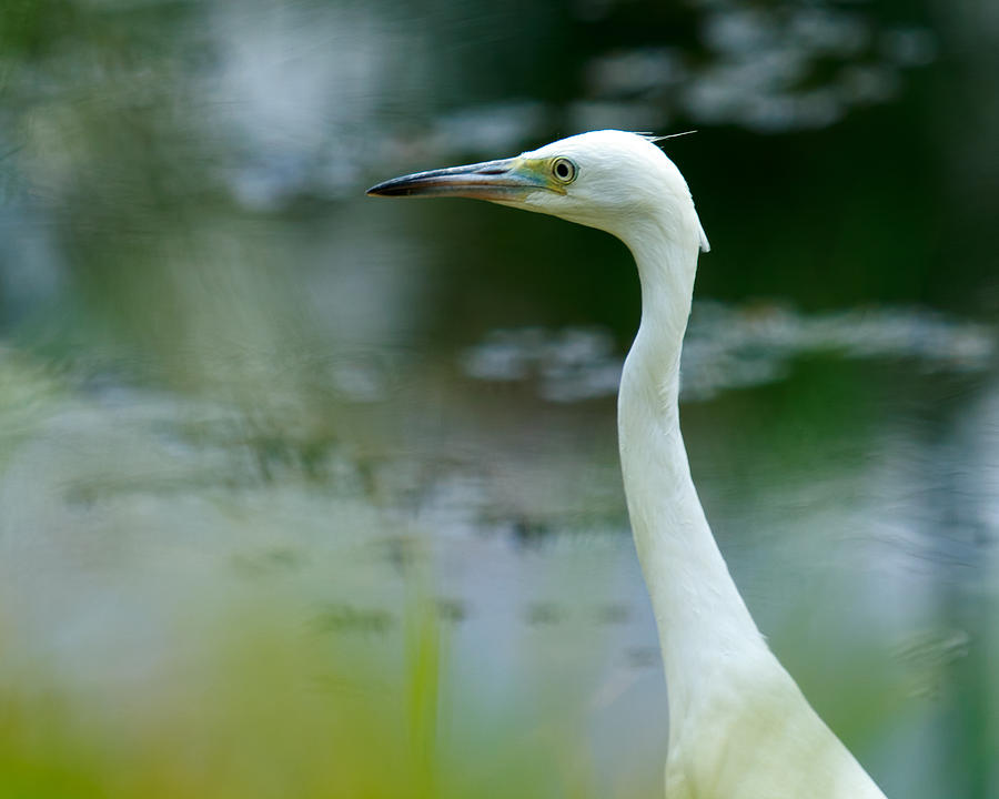 Juvenile Little Blue Heron Photograph by Marx Broszio