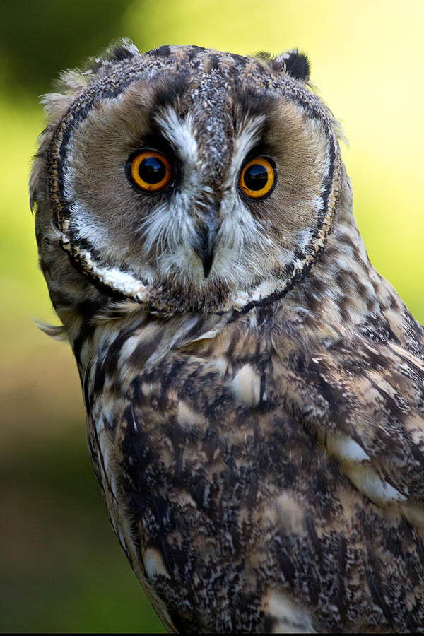 Juvenile Long eared owl Photograph by Celine Pollard