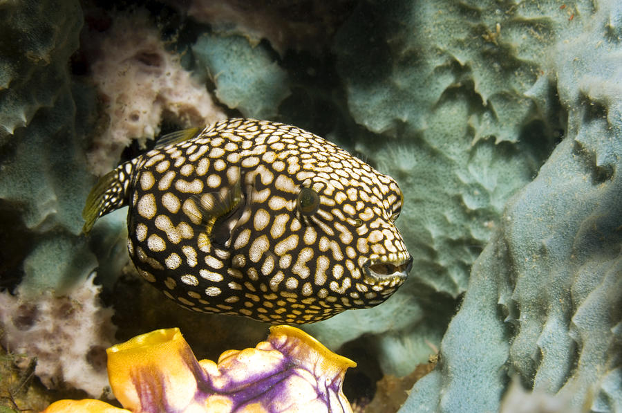 Juvenile Map Pufferfish Photograph by Georgette Douwma | Fine Art America