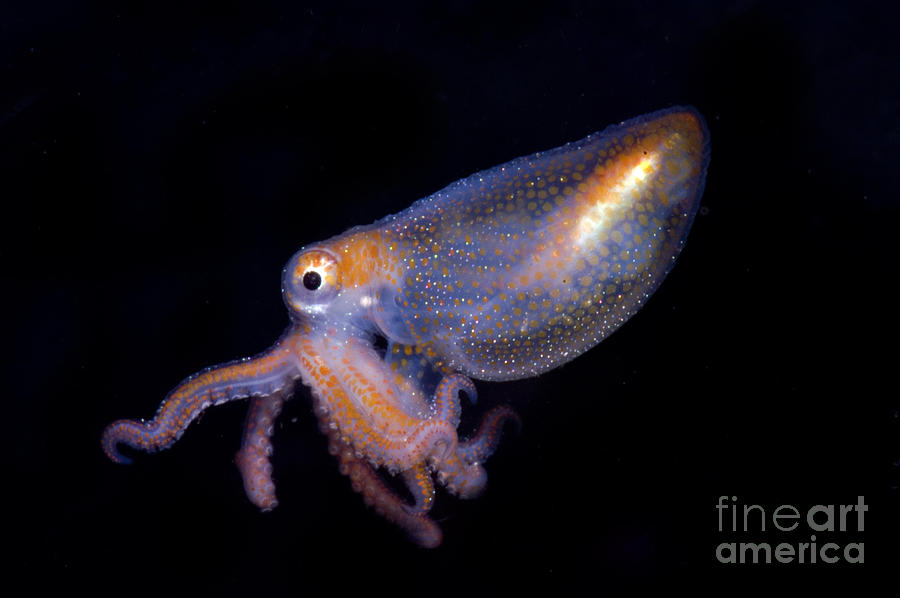 Juvenile Octopod Photograph by Dante Fenolio