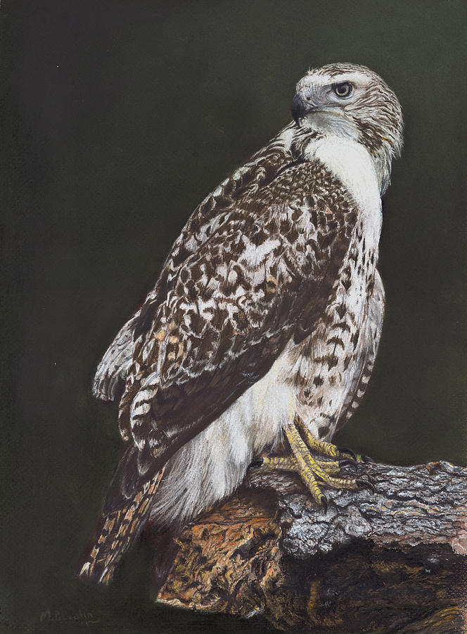 Juvenile Red-tailed Hawk Pastel by Marlene Piccolin