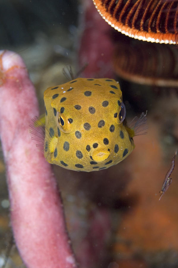 Juvenile Yellow Boxfish Photograph by Matthew Oldfield | Pixels
