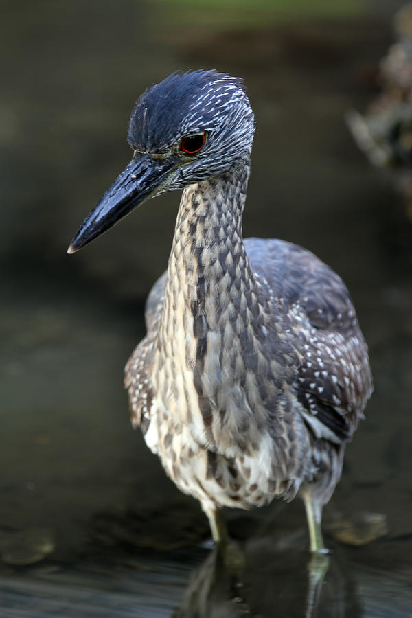 Juvenile Yellow Crowned Night Heron Photograph by Juergen Roth