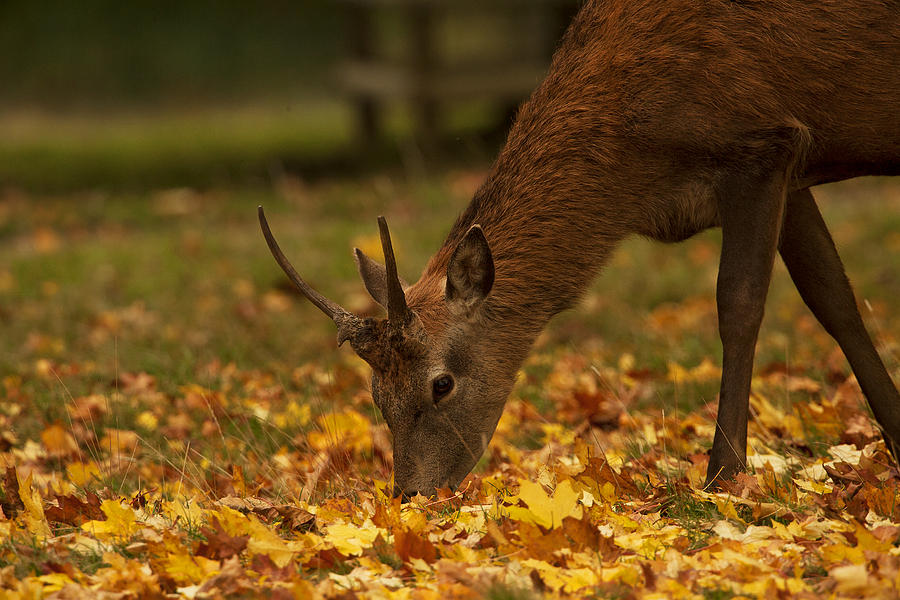 Juvenille Stag Red Deer Photograph by Paul Scoullar