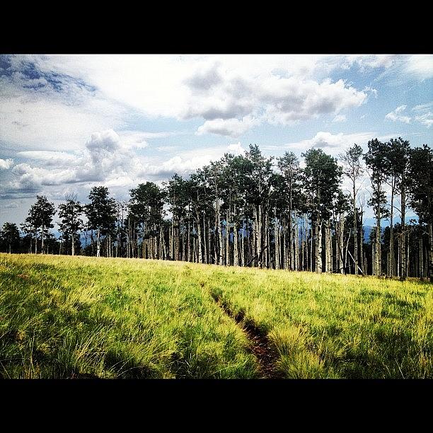 Meadow Photograph - #kachinatrailmthumphrey #meadow by Nick Valenzuela