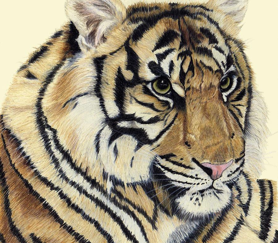 Kadi - Sumatran Tiger Cub Drawing by Pamela Stirling