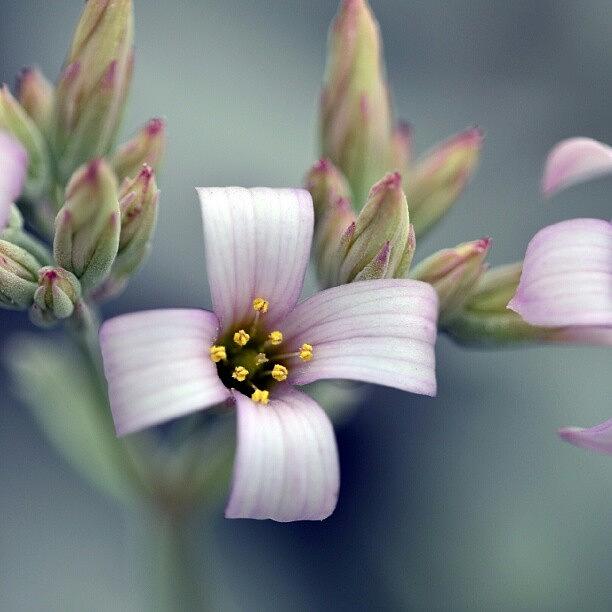Flowers Still Life Photograph - Kalanchoe Pumila #kalanchoe #succulent by Zaqqy J