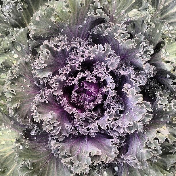 Cabbage Photograph - #kale #cabbage #plant by Zieng Lish