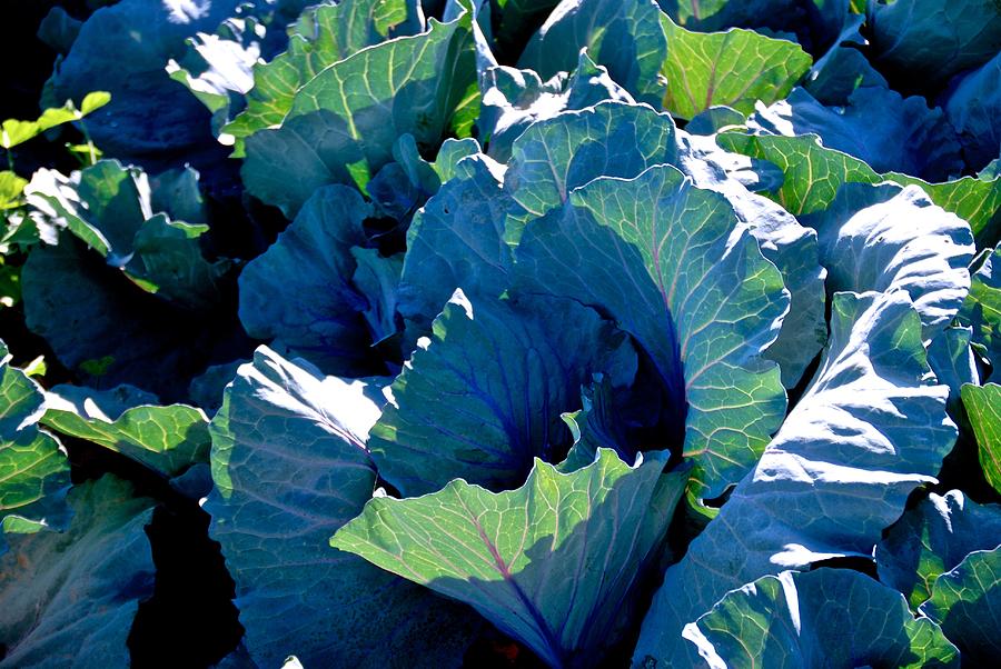 Kale in the Sunshine Photograph by Eric Tressler Fine Art America