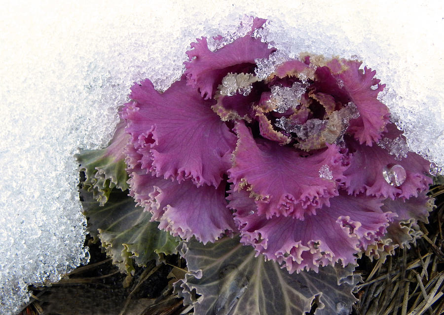 Kale Plant In Snow Photograph by Sandi OReilly
