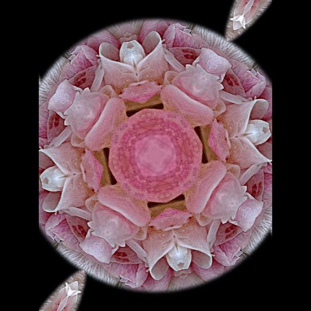 Flowers Still Life Photograph - #kaleidoscope #flower#pink#pic #photo by Rita Frederick