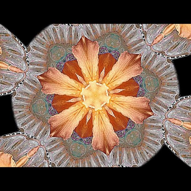 Flower Photograph - #kaleidoscope #flowers #iger #igdaily by Rita Frederick