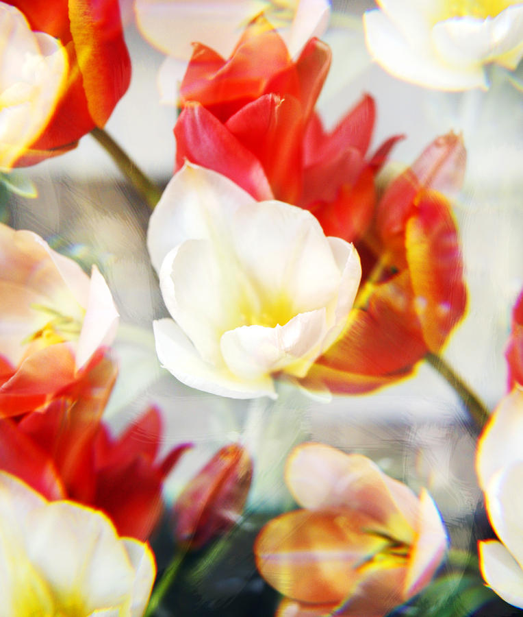 Kaleidoscope Tulips 1 Photograph by Marilyn Hunt