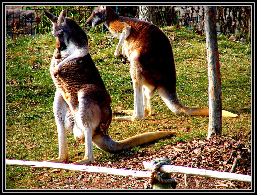 Kangaroo Photograph by Anand Swaroop Manchiraju