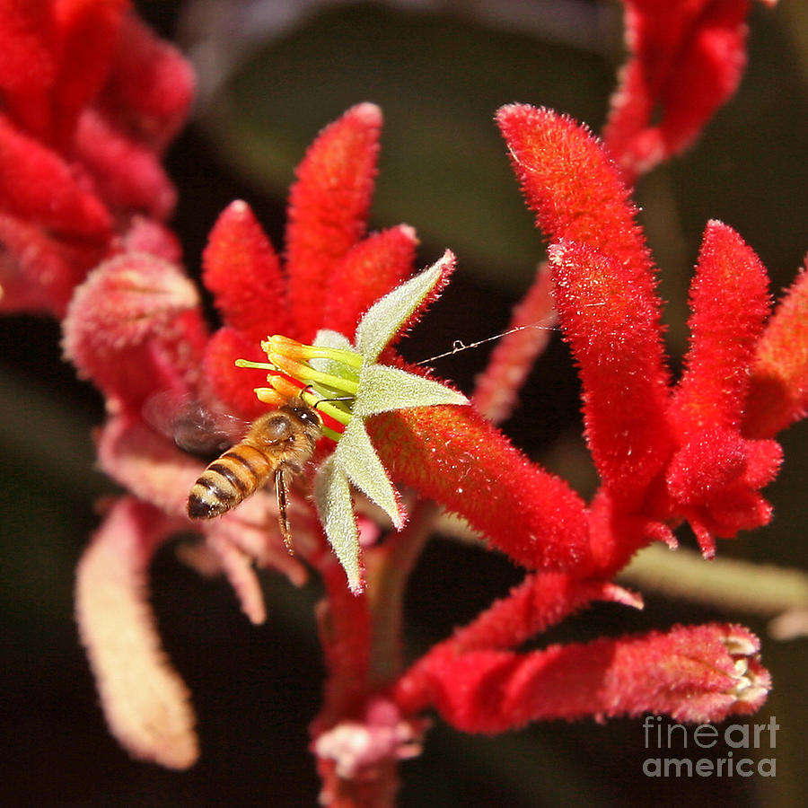 Red Kangaroo Flower with Honeybee Photograph by Kenny Bosak