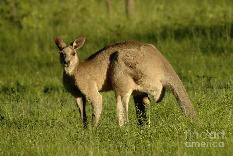 Nature Photograph - Kangaroo Male by Bob Christopher