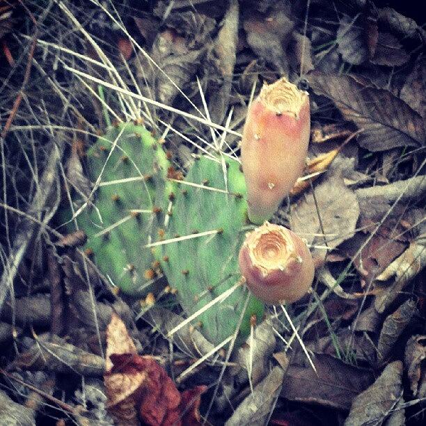 Nature Photograph - Kansas Cactus by Stephen Cooper