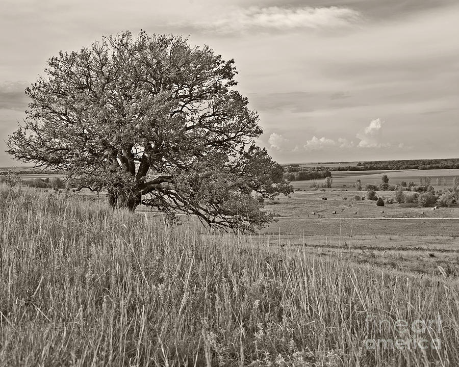 Kansas One Tree Hill 2 Photograph by Lee Craig