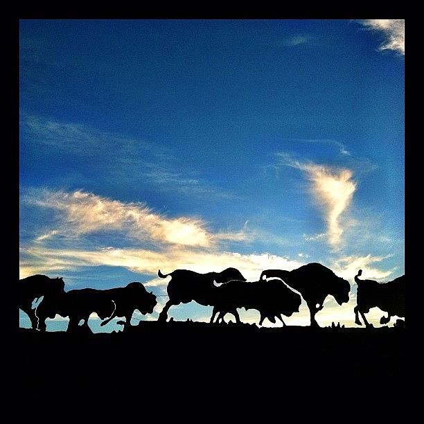 Buffalo Photograph - #kansas #silhouette #buffalo #sunset by Trent Koland
