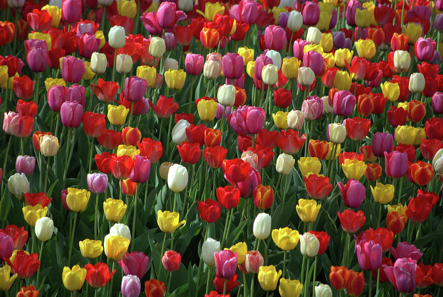 Kansas Spring Tulips Photograph by Tim McCullough