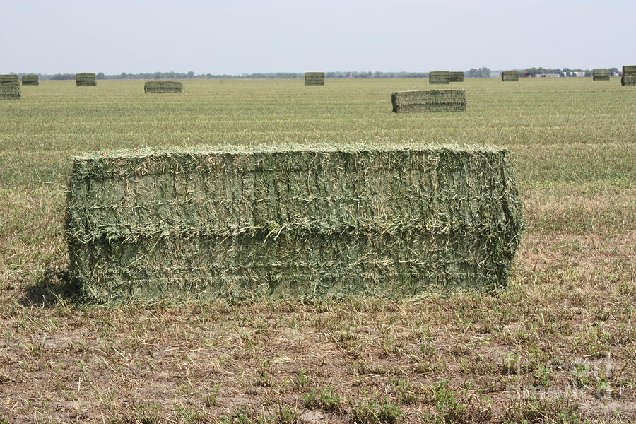 Landscape Photograph - Kansas Square Alfalfa Bale in a field by Robert D  Brozek